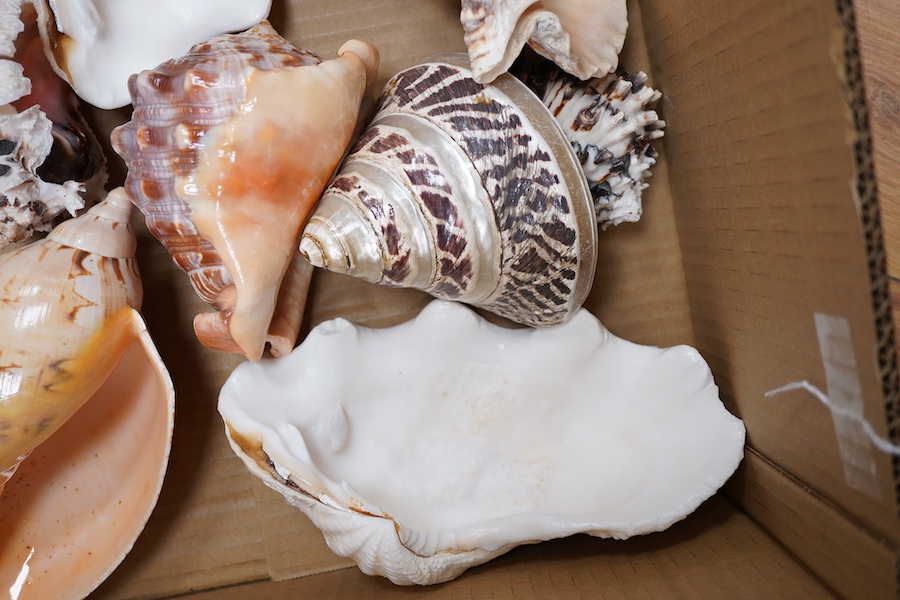 A collection of large sea shells to include a conch